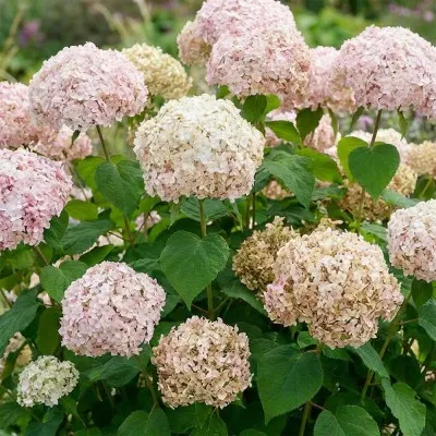 Гортензия древовидная Stand Up Pink фото