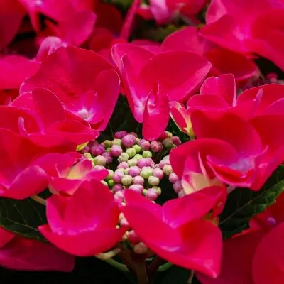 Гортензия Frisbee Hot Pink фото