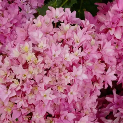 Гортензия Magical Farfalla фото