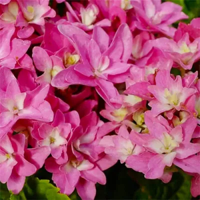 Гортензия Magical Farfalla фото