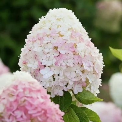 Гортензия Pink & Rose фото