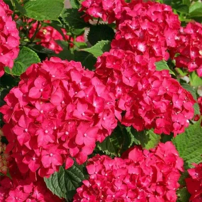 Гортензия Red Baron фото