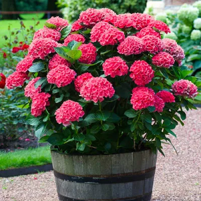 Гортензия Red Sensation фото
