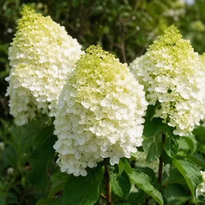 Гортензия Summer Snow фото