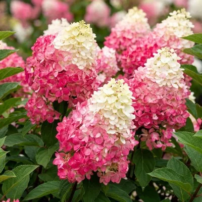 Гортензия Sundae Fraise фото