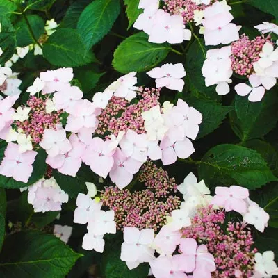 Гортензия Mariesii Grandiflora фото