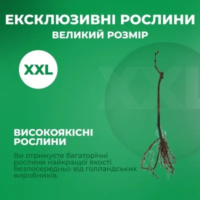 Виноград Кишмиш Яся фото
