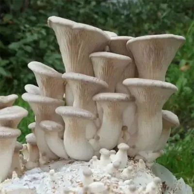 Еринги  фото