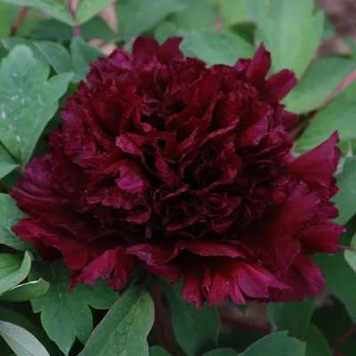 Пион Fragrant Champion Guan Qun Fang древовидный фото