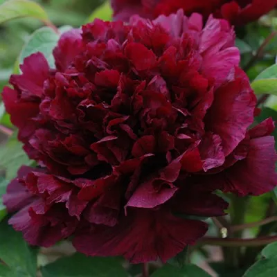 Пион Fragrant Champion Guan Qun Fang древовидный фото