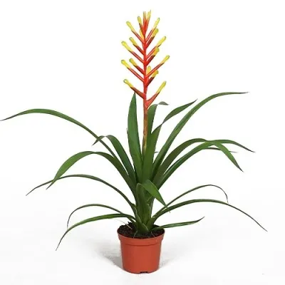 Гузмания Dissitiflora фото