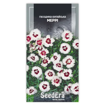 Гвоздика китайская Мерри фото