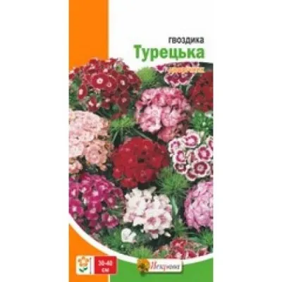 Гвоздика Турецкая фото