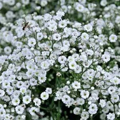 Гипсофилла Chispa Summer Sparkl фото