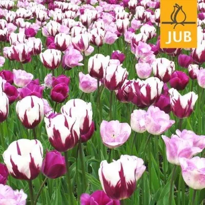 Микс ландшафтный Harmony Of Purples (Брендовые луковицы Jub Holland) фото
