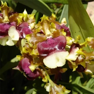Орхидея Oncidium Hawaian Sunset фото