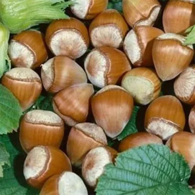 Фундук Daviana фото