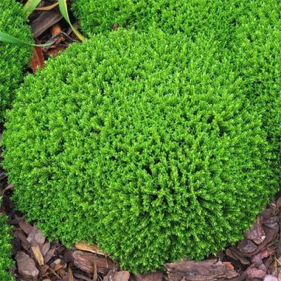 Хебе Green Globe фото