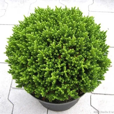 Хебе Green Globe фото