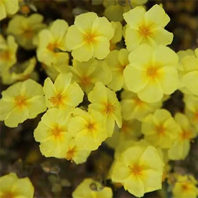 Гелиантемум Wisley Primrose фото