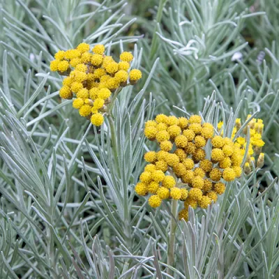 Талл Карри (Helichrysum angustifolia Tall Curry) фото