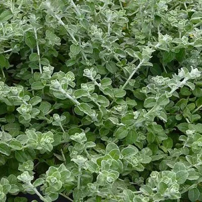 Гелихризум Microphylla фото