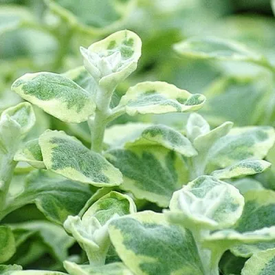 Гелихризум Variegata фото