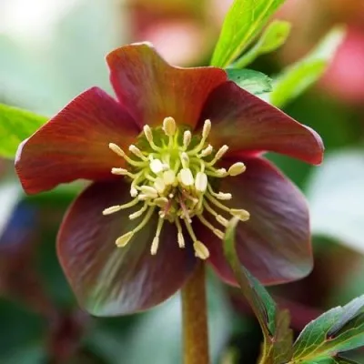 Морозник Purpurascens фото