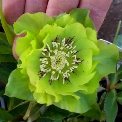 Морозник Double Ellen Green фото