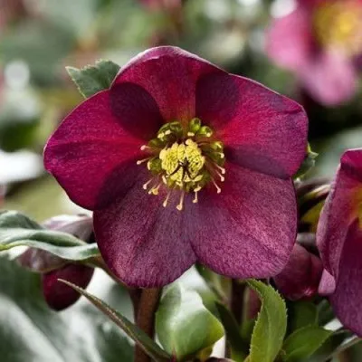 Морозник Prince Picotee-Red фото