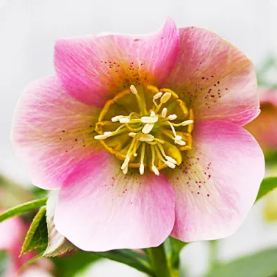 Морозник Pretty Ellen Pink  фото