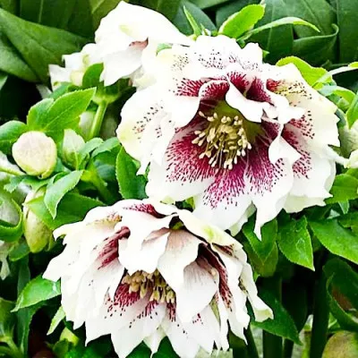 Морозник White Spotted Double фото