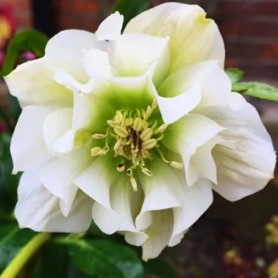 Морозник Double Ellen White  фото