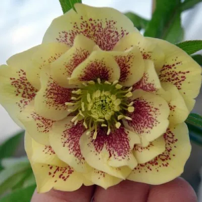 Морозник Double Ellen Spotted Yellow  фото