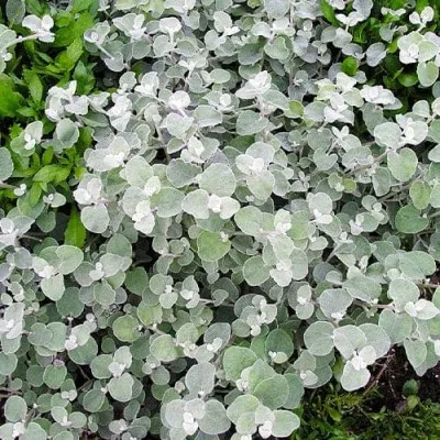 Гелихризум Silver фото