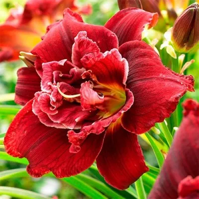 Лилейник Double Red Royal фото