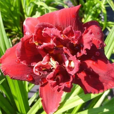 Лилейник Double Red Royal фото