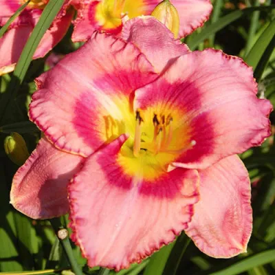Лилейник Dress Pink фото
