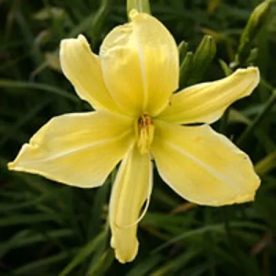 Лилейник Mademoiselle Constanza фото