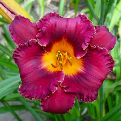 Лилейник Night Whispers фото