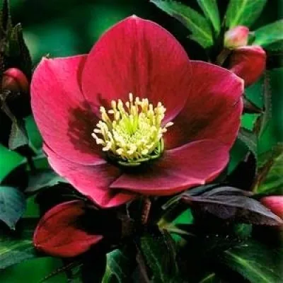 Морозник Purple Red фото