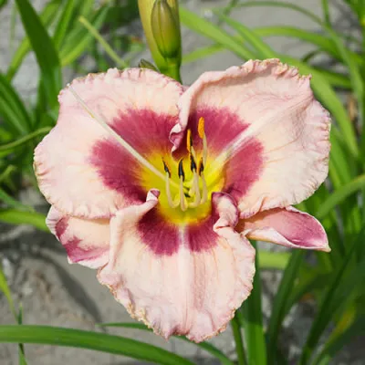 Лилейник Royal Braid фото