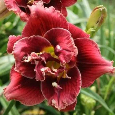 Лилейник Stellar Double Rose фото