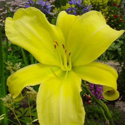 Лилейник Citrina фото