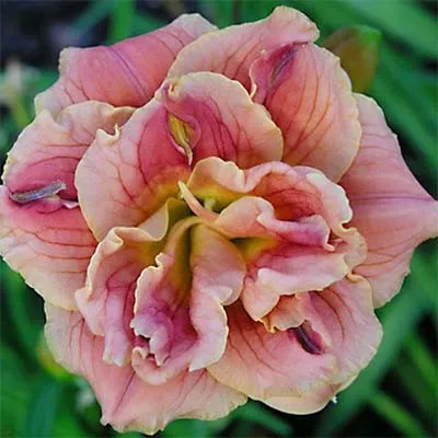 Лилейник Double Pink Peony фото