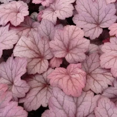 Гейхера Georgia Plum фото