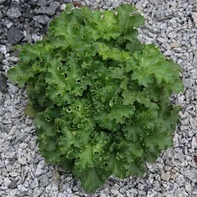 Гейхера Malachite фото