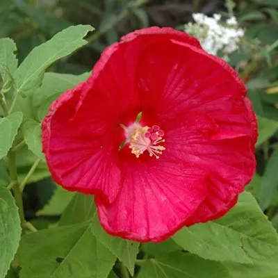 Гибискус садовый Disco Belle Rosy Red фото