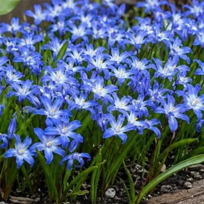 Хионодокса Forbesii фото
