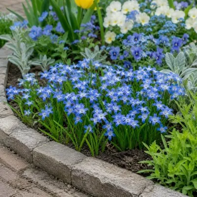 Хионодокса Forbesii фото